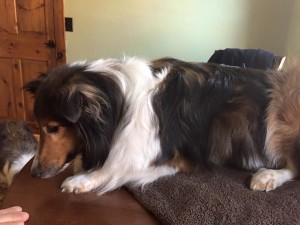 holistic-acupuncture-sheltie-dog-2