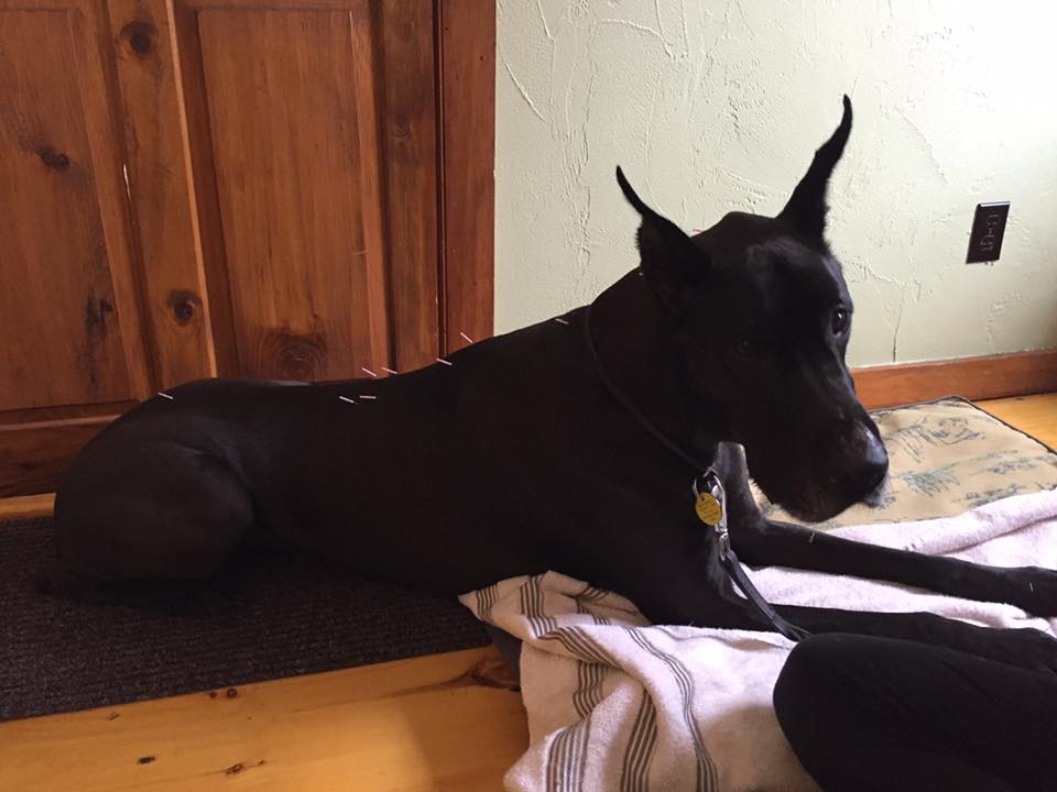 Great dane skin problems treatment hot sale