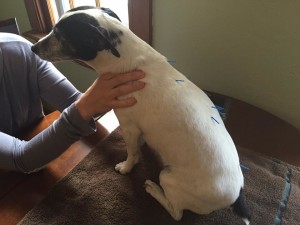 Dog acupuncture with needles
