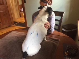 animal-acupuncture-dog-jack-5