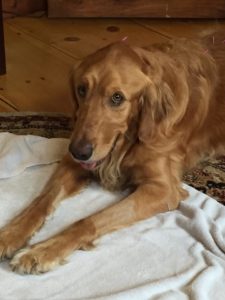 holistic-vet-acupuncture-dog-golden-2