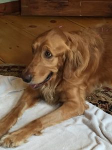 holistic-vet-acupuncture-dog-golden-3