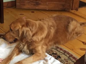 holistic-vet-acupuncture-dog-golden