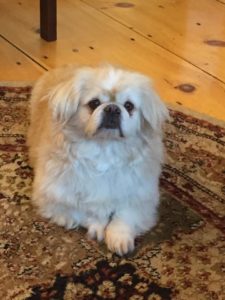 Pekingese-Acupuncture-Treatment-Back-Pain-2