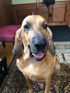 Dog acupuncture with needles