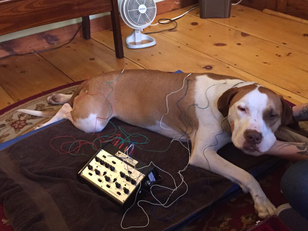 animal-acupuncture-dog-electro-acupuncture