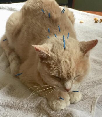 Veterinary acupuncture performed on a cat