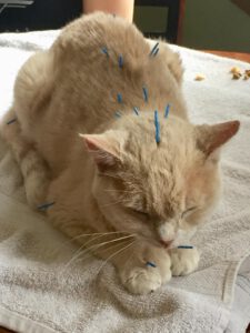 Veterinary acupuncture performed on a cat