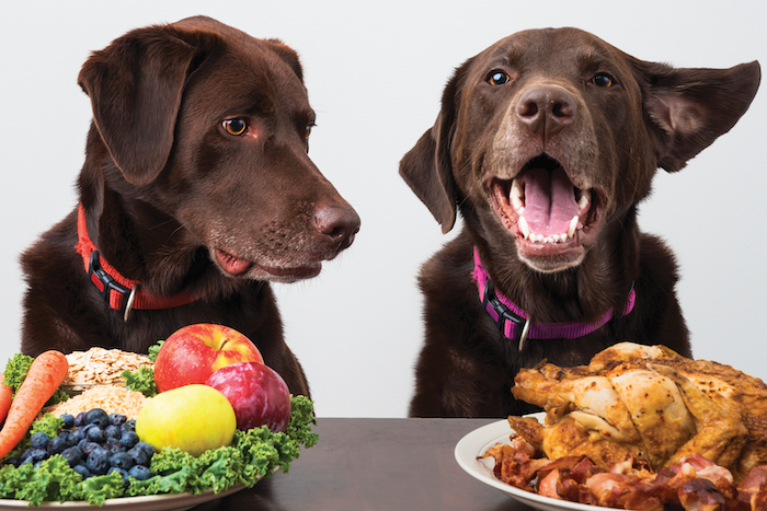 Holistic diet for dogs with cancer 2025