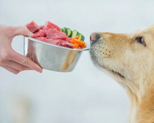 https://www.drcianelli.com/wp-content/uploads/2022/03/dog-real-food-diet-6-e1646786457657-1-500x400.jpg