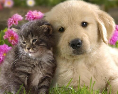 https://www.drcianelli.com/wp-content/uploads/2022/03/flower-essences-dog-cat-500x400.jpg