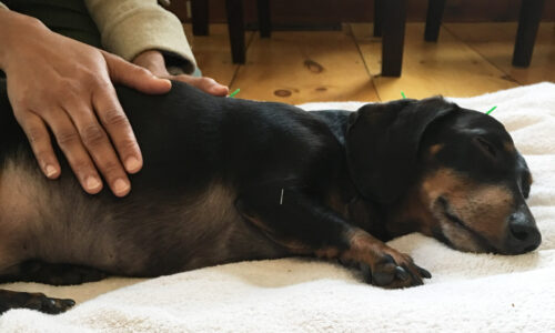 https://www.drcianelli.com/wp-content/uploads/2022/03/holistic-vet-nh-new-hampshire-animal-acupuncture-boka-reiki-2-scaled-500x300.jpg