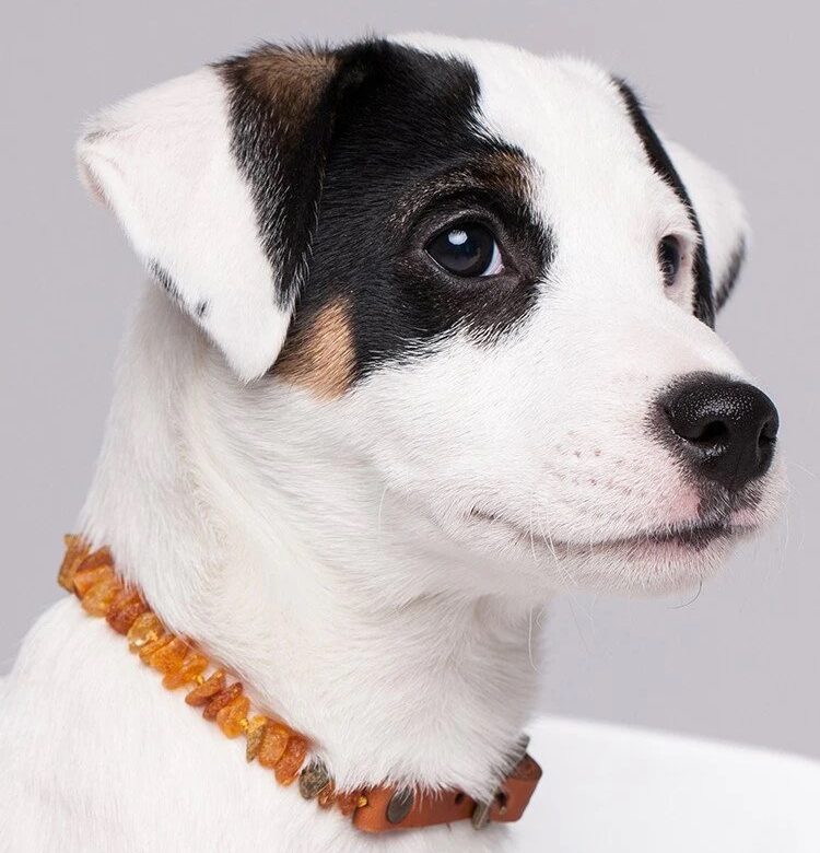 Baltic Amber Collar Dog